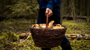 Grzyby sierpniowe: Jakie okazy można znaleźć w trakcie zbierania w lasach?