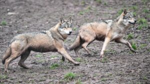 Wilki pod groźbą. Nowe regulacje mogą zdecydowanie uszczuplić ich liczebność.