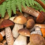 Sztuczna inteligencja stworzyła atlas grzybów, powodując hospitalizację ludzi.