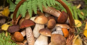 Sztuczna inteligencja stworzyła atlas grzybów, powodując hospitalizację ludzi.