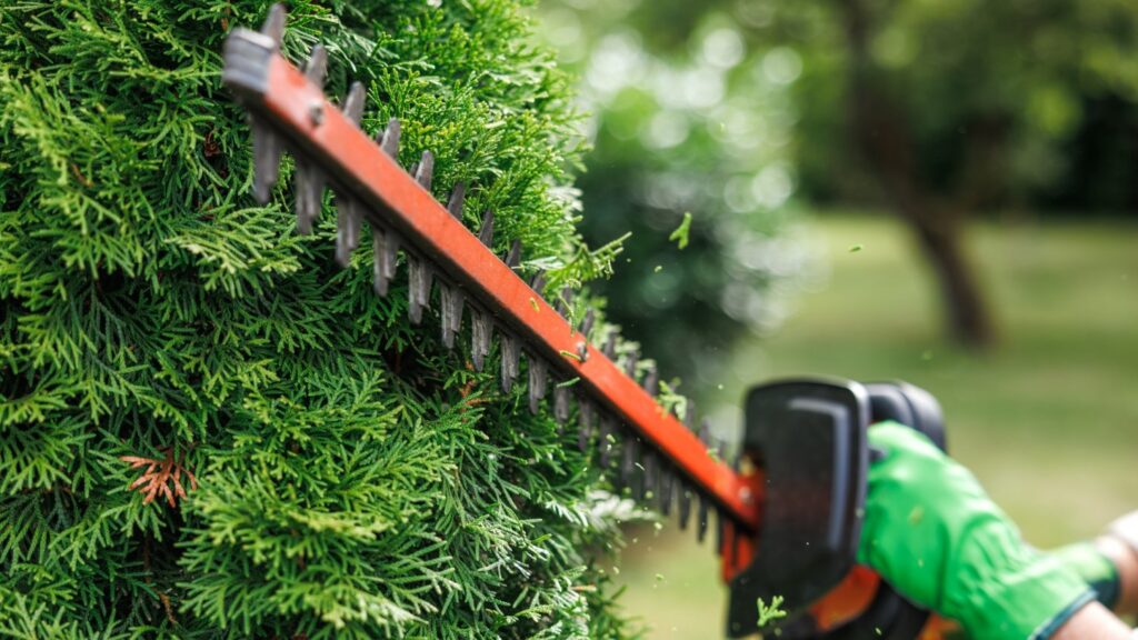 Za wysokie tuje mogą cię kosztować – sąsiad ma prawo cię pozwać. Właściciele często nie pamiętają o ograniczeniach wysokości